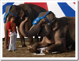 Circus Elephant Image by johnnyberg on Stock.Xchng